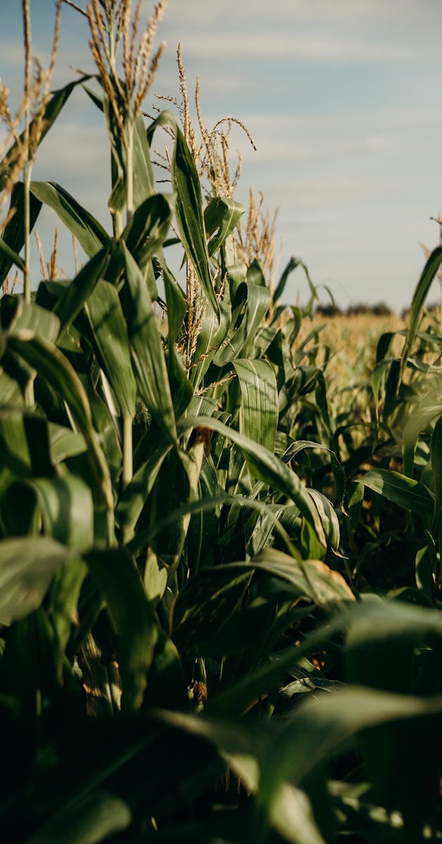 Farm Insurance Corn