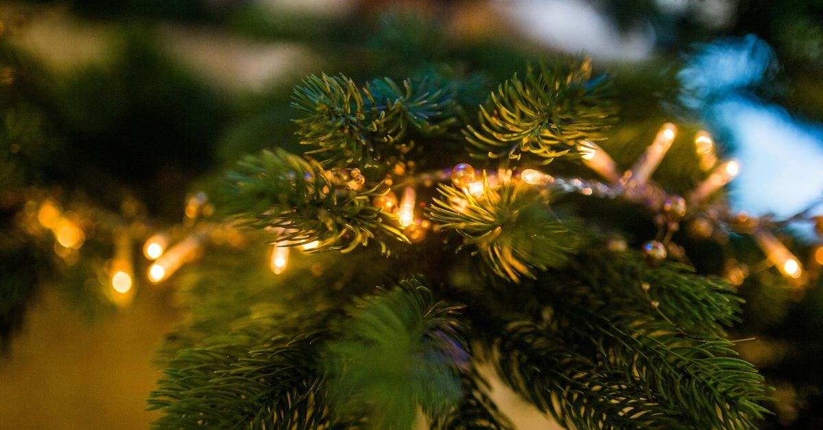 NFPA Encourages Prompt Disposal of Christmas Trees and Safe Removal of Lights