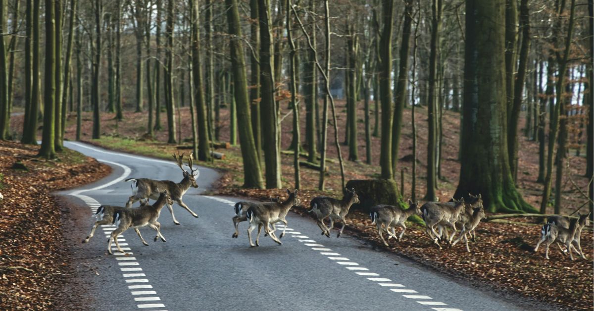 Deer Collision Risk Peaks in November and December